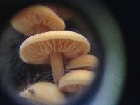 Flammulina velutipes image