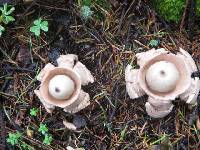 Geastrum triplex image