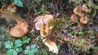 Craterellus tubaeformis image