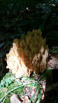 Ramaria formosa image