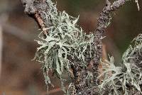 Ramalina subleptocarpha image