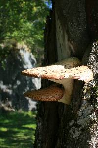 Polyporus squamosus image