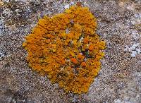 Xanthoria parietina var. parietina image