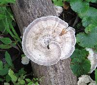 Trametes versicolor image