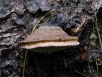 Image of Fomitopsis rosea