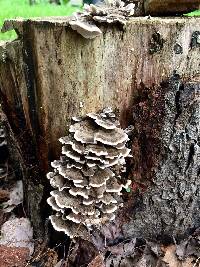 Trametes versicolor image