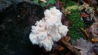 Hericium americanum image