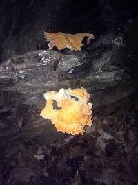 Laetiporus sulphureus image