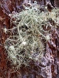 Usnea intermedia image