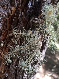 Usnea intermedia image