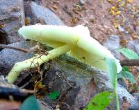 Leucocoprinus birnbaumii image