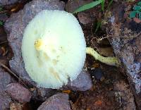 Leucocoprinus birnbaumii image