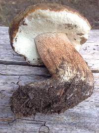 Boletus fibrillosus image