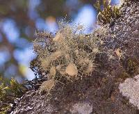 Usnea intermedia image