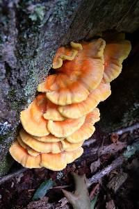 Laetiporus sulphureus image