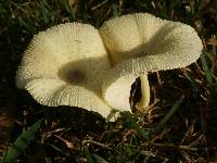 Leucocoprinus birnbaumii image