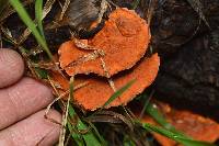 Pycnoporus coccineus image