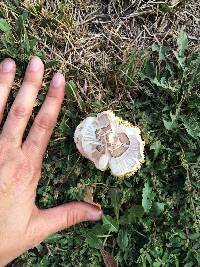 Chlorophyllum molybdites image