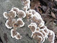 Trametes versicolor image