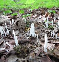 Clavaria fragilis image