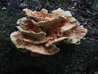 Laetiporus sulphureus image