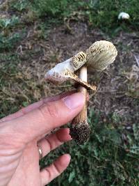 Chlorophyllum molybdites image