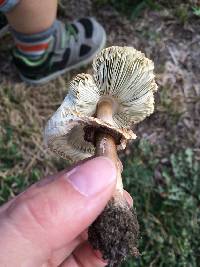 Chlorophyllum molybdites image