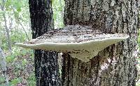 Ganoderma applanatum image