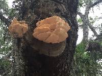 Laetiporus cincinnatus image