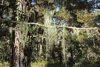 Ramalina menziesii image