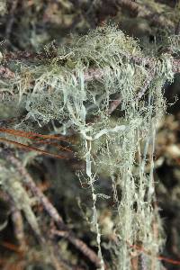 Ramalina menziesii image