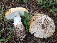 Amanita muscaria image