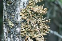 Lobaria pulmonaria image