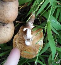 Armillaria mellea image