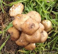 Armillaria mellea image