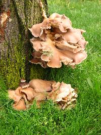 Pleurotus ostreatus image