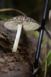 Pluteus readiarum image