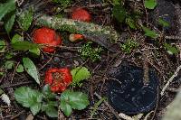 Leratiomyces erythrocephalus image