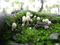 Coprinellus disseminatus image