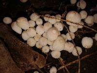 Coprinellus disseminatus image