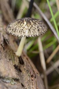 Pluteus readiarum image