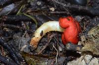 Leratiomyces erythrocephalus image