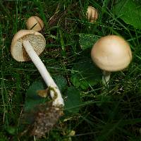 Marasmius oreades image