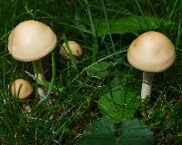 Marasmius oreades image