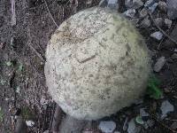 Calvatia gigantea image