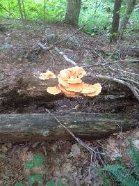 Laetiporus sulphureus image