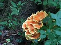 Laetiporus sulphureus image