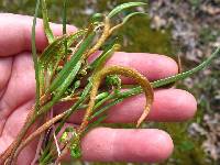 Puccinia mariae-wilsoniae image