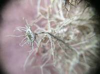 Usnea intermedia image