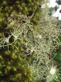 Usnea intermedia image